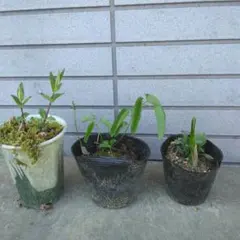 山野草　山リンドウ・ワレモコウ・テンナンショウ