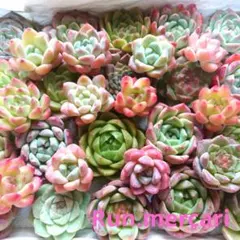 e35多肉植物エケベリア〈カット苗〉☆寄植えMIX☆