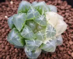 O*Z様 多肉植物 ハオルチア 氷の恋人 美株 新品種 糊斑 - メルカリ