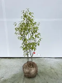 ソヨゴ 【樹高:約170㎝】Mar85和モダン 常緑樹 株立ちシンボルツリー