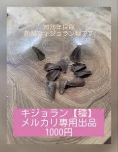 キジョラン種(鬼女蘭・アサギマダラ)のサムネイル
