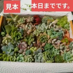 多肉植物 カット苗 詰め合わせ 寄せ植えセット エケベリア ｜S088