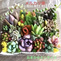 多肉植物♡おまかせ韓国苗詰め合せ♡セダムカット苗セット♡メルカリ便O