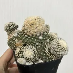 コピアポア 魚鱗玉　鉢ごとのサムネイル