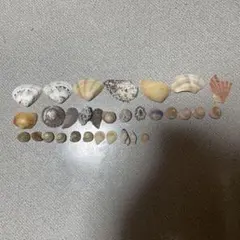 貝殻セット ハンドメイド用