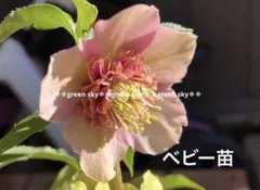 2026年最新】加藤農園さん苗の人気アイテム - メルカリ