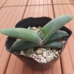 多肉植物 　ガステリア　グロメラータのサムネイル