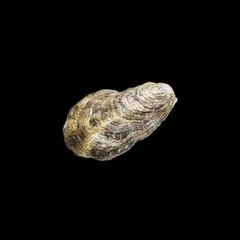 NOJ 日本のいきもの１ ⬢ マガキ