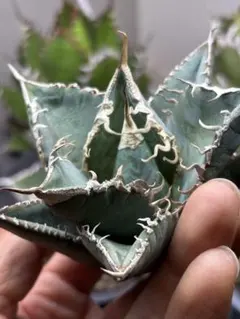 2026年最新】アガベ悪魔くんの人気アイテム - メルカリ