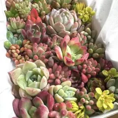 17多肉植物 韓国苗 センペルビウム 詰め合わせ 寄せ植えセット❤️つぶつぶ弁当