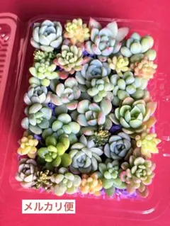 2026年最新】多肉植物カット苗 多肉弁当の人気アイテム - メルカリ