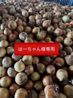 新鮮な玉ねぎ はーちゃん様専用