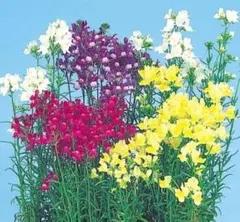 リナリア混合の種 家庭菜園