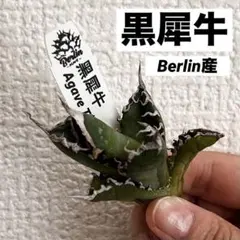 2025年最新】黒犀牛の人気アイテム - メルカリ