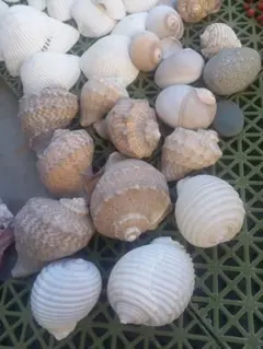 Item thumbnail for item 7906953a-c340-4815-b472-5bf0a3f399c9