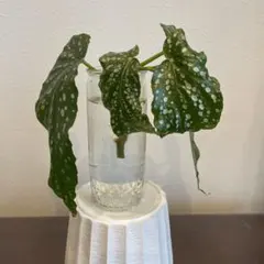 Begonia phoeniogramma 原種ベゴニア フォエニオグランマ ① - メルカリ