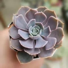 クロム様 リクエスト 3点 まとめ商品