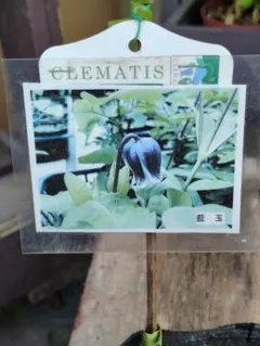 2026年最新】竹間園芸クレマチスの人気アイテム - メルカリ