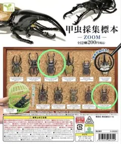 2026年最新】クワガタ標本の人気アイテム - メルカリ