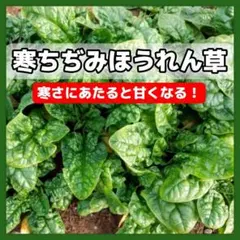 MIURA★C様 リクエスト 3点 まとめ商品