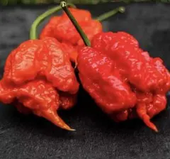 Nana Adwoa様 リクエスト 2点 まとめ商品