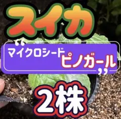 野菜苗】糖度13！黄皮小玉スイカ「愛娘ひなた」苗 2株 3号9cmポット