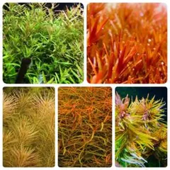 なー様専用です