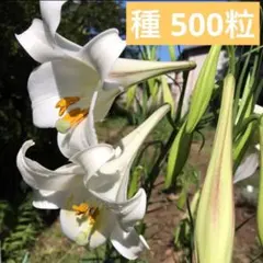 2026年最新】タカサゴユリの人気アイテム - メルカリ