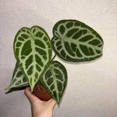 アンスリウム KOS×RC 発根済種1粒 - メルカリ