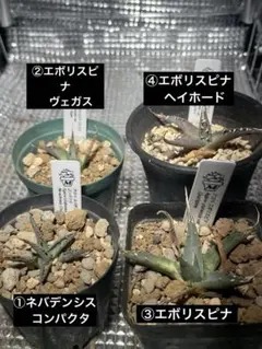 2026年最新】アガベ ネバデンシスの人気アイテム - メルカリ