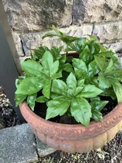 耐寒性宿根草 イワヤツデ 2苗 塊根植物 - メルカリ
