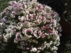【自然農】ざる菊の苗　80サイズのサムネイル