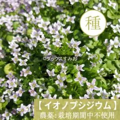 【 イオノプシジウム 】種 30粒　うす紫　小花のサムネイル