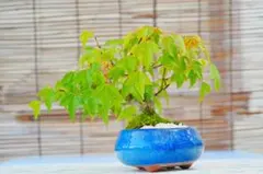 唐楓◇トウカエデ◇盆栽◇鉢付◇約29cm - メルカリ