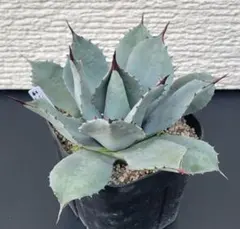 【No.61】アガベ 吉祥天　中株　※パリー アガベ パリー 吉祥天 | hanayoshi-botanical