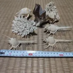 海洋生物の貝殻セット 5点