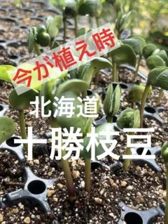 兵庫県産 丹波黒豆 枝豆 抜き苗 5本 固定種苗 実生苗 苗 農薬不使用