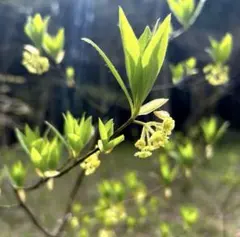 2026年最新】クロモジ 苗の人気アイテム - メルカリ