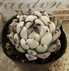 紫紺の矢　おらいさん苗ミックスベリア多肉植物