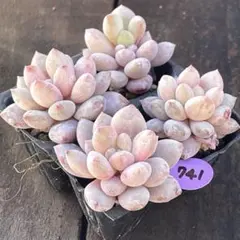 NEW❗️740多肉植物　金魚姫　抜き苗　寄せ植え　4苗セット❣️