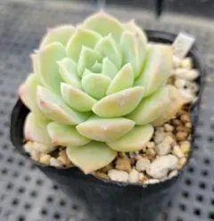ミックスベリア ちょこん 子株付き おらいさん苗 多肉植物 - メルカリ