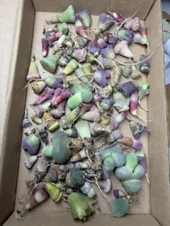 多肉植物　リトープス　新年セット　カラフル箱　数、希少苗たくさん　お得　写真通り