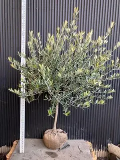 オリーブの木　レッチーノ　10号　約175cm　NO.971　人気品種　現品掲載 オリーブの木 レッチーノ 10号 約175cm NO.971 人気品種 現品掲載