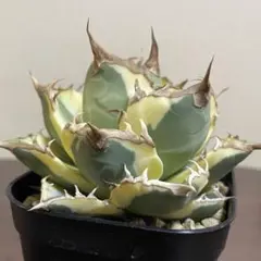 ノトカクタス・棘無金晃丸 | Mercari