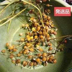 2025年最新】月桃 の実の人気アイテム - メルカリ