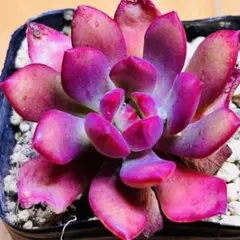 多肉植物 ⭐️キューピット⭐️韓国苗育成 抜き苗 g96 - メルカリ