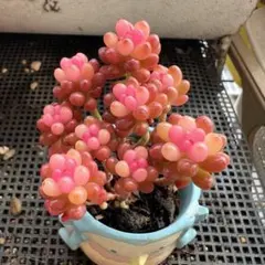 多肉植物♡レッドベリー錦