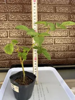 657 バラ苗 バラ挿し木苗 良苗 ろ 苗大きめの為まとめ買い不可です