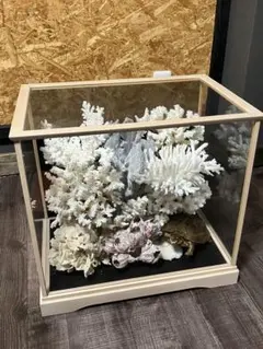 2025年最新】珊瑚原木の人気アイテム - メルカリ