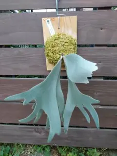 Yellow moon dwarf 'totoro' spore ビカクシダ - メルカリ